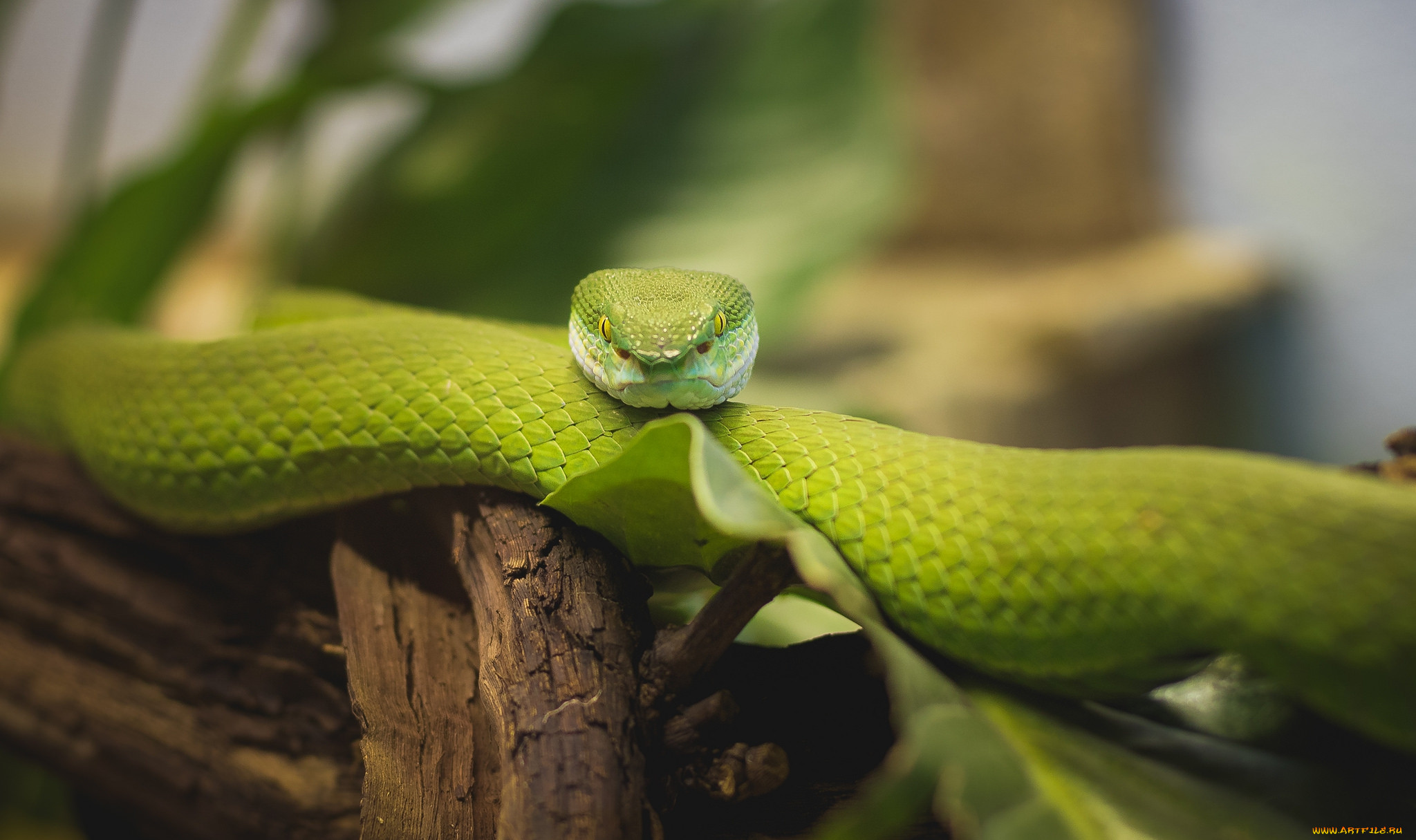 Большие зеленые змеи. Голубая куфия змея. Зеленая змея. Зеленая Кобра. Змея с зелеными глазами.